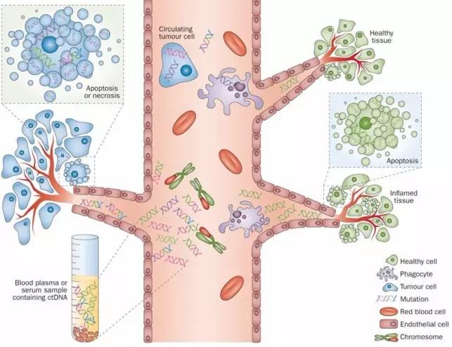 液態(tài)活檢 液態(tài)活檢
