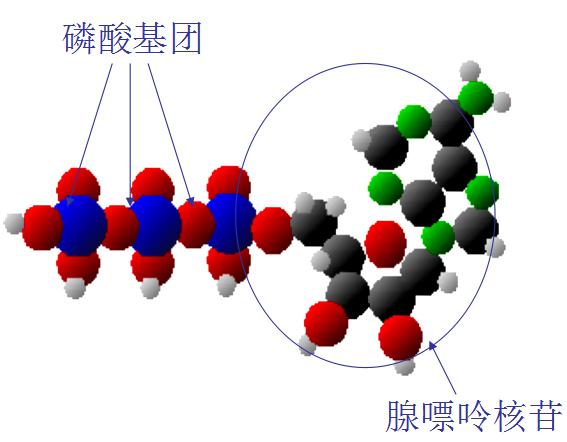 ATP熒光檢測儀原理及應(yīng)用