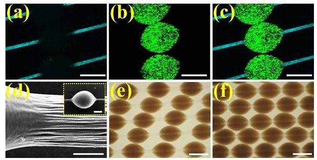微載體在纖維上可滑動的特性所展示的同一組微纖維上的載體分散、堆疊狀態(tài)下的光鏡圖