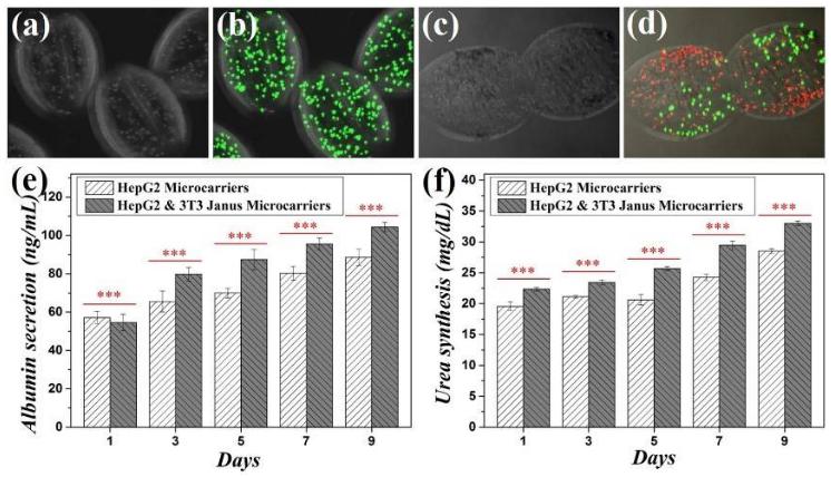 兩組分微載體在細胞共培養(yǎng)方面的研究