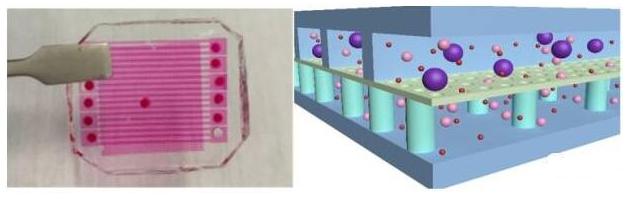 用于循環(huán)腫瘤細胞(CTCs)分選-計數(shù)的微流控芯片示意圖 用于循環(huán)腫瘤細胞(CTCs)分選-計數(shù)的微流控芯片示意圖