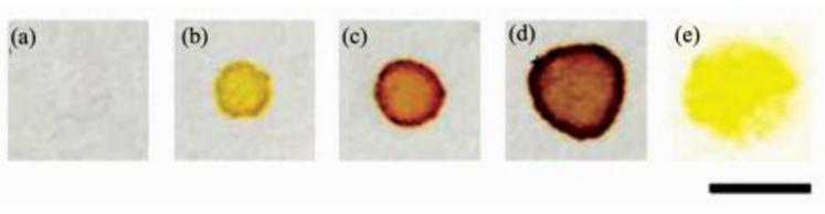 在全氟辛基二氧化硅(a~d)和甲基二氧化硅(e)修飾的疏水表面上進(jìn)行細(xì)菌檢測(cè)(a)E.coli +破膜劑, 無CPRG；(b)E.coli + CPRG, 無破膜劑；(c)E.coli +破膜劑+ CPRG；(d)E.coli(2倍用量)+破膜劑(2倍用量) + CPRG；(e)E.coli +破膜劑+ CPRG(標(biāo)尺=5 mm)