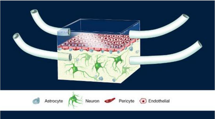 神經(jīng)血管單元（Illustration of the NeuroVascular Unit, NVU）芯片圖例，這是一款人類血腦屏障模型。多孔膜分離了大腦建模腔室和代表周圍血管系統(tǒng)的腔室