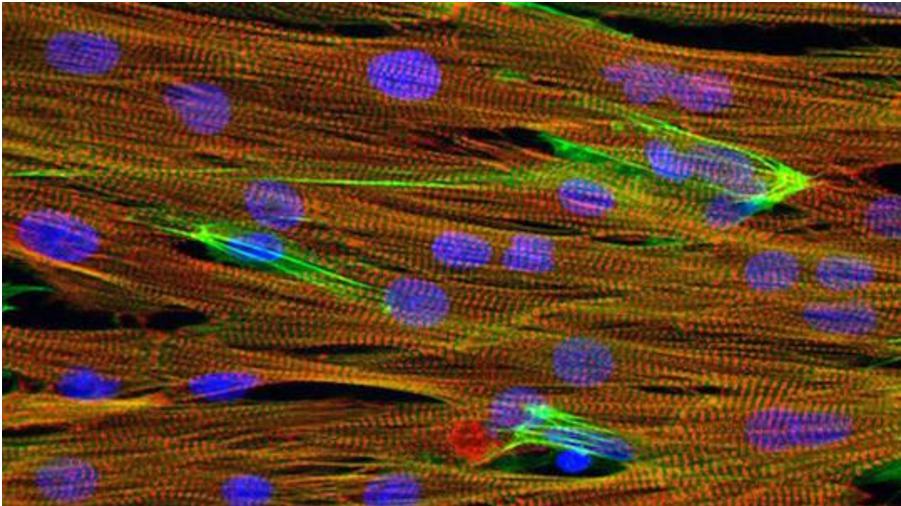 芯片上實驗小白鼠心臟組織的顯微圖像，心肌細胞（紅色）、細胞核（藍色）和肌動蛋白（綠色）