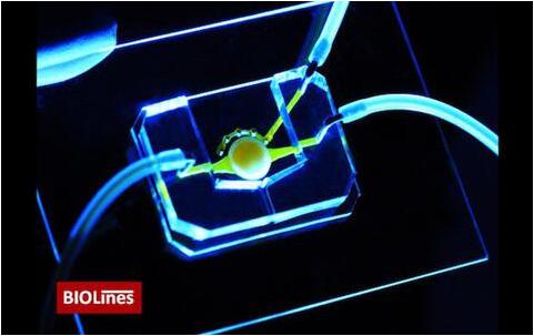 擁有微流控通道（黃色）的眼睛芯片，能夠?qū)I養(yǎng)物質(zhì)帶給位于圓形支架中心的細胞。該團隊還開發(fā)了一個微工程眼瞼，能夠在芯片上模擬眨眼