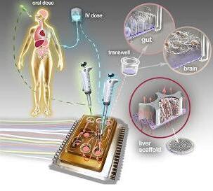 人體芯片的藝術(shù)表現(xiàn)接近于體外生物學，生物工程設(shè)備培養(yǎng)了許多能夠代表每個器官最小功能單元的3D組織培養(yǎng)
