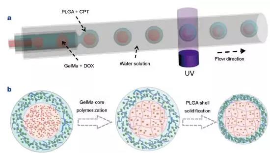 使用液滴微流控技術(shù)制備核殼結(jié)構(gòu)微膠囊用于藥物輸送 使用液滴微流控技術(shù)制備核殼結(jié)構(gòu)微膠囊用于藥物輸送