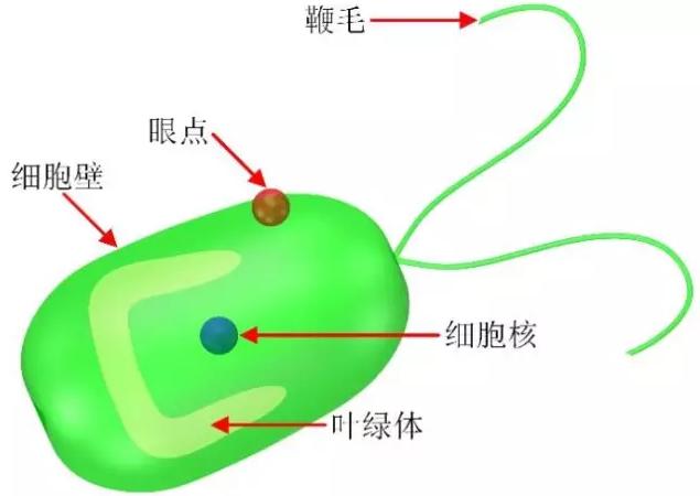 藻類細(xì)胞機(jī)器人示意圖 藻類細(xì)胞機(jī)器人示意圖