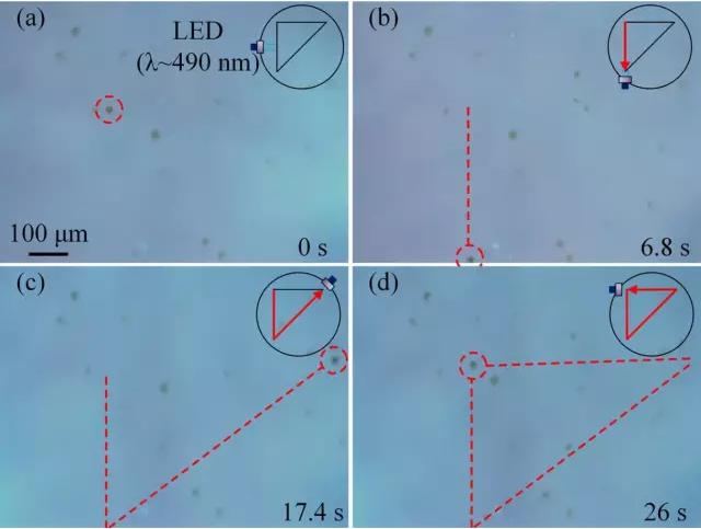 藻類細(xì)胞機(jī)器人沿著三角形軌跡運(yùn)動 藻類細(xì)胞機(jī)器人沿著三角形軌跡運(yùn)動