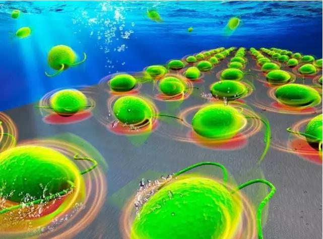 Lab on a Chip封面刊載中科院沈陽自動化所藻類細(xì)胞機(jī)器人的科研成果 Lab on a Chip封面刊載中科院沈陽自動化所藻類細(xì)胞機(jī)器人的科研成果