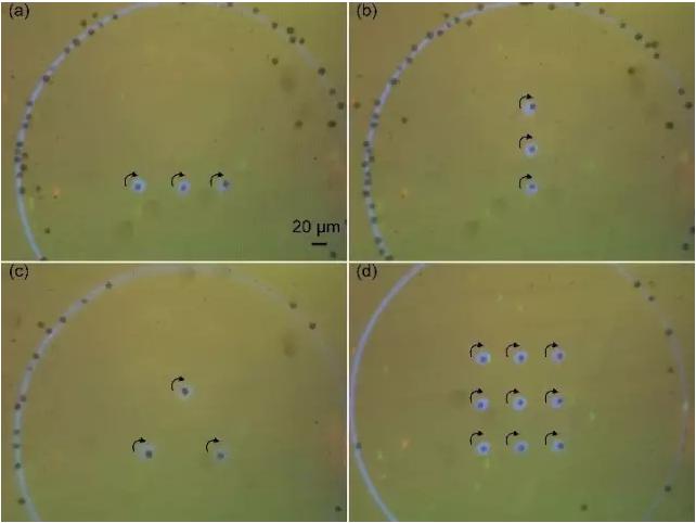 藻類細(xì)胞定向旋轉(zhuǎn)陣列 藻類細(xì)胞定向旋轉(zhuǎn)陣列