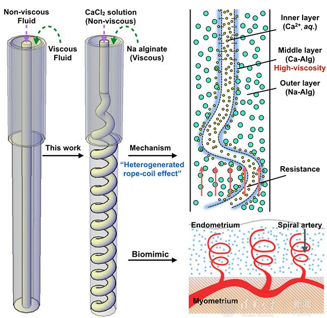 含螺旋血管通道的水凝膠纖維制備技術上取得新進展 含螺旋血管通道的水凝膠纖維制備技術上取得新進展