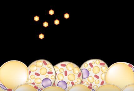 微針貼片助燃皮下脂肪,或讓坐著減肥成現(xiàn)實(shí)! 微針貼片助燃皮下脂肪,或讓坐著減肥成現(xiàn)實(shí)!