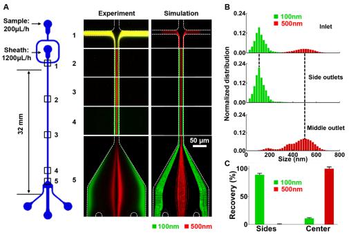 微流控芯片的結(jié)構(gòu)示意圖及不同尺度納米顆粒分離的實(shí)驗(yàn)觀測(cè)與數(shù)值模擬對(duì)比 微流控芯片的結(jié)構(gòu)示意圖及不同尺度納米顆粒分離的實(shí)驗(yàn)觀測(cè)與數(shù)值模擬對(duì)比