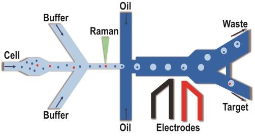 拉曼激活單細(xì)胞液滴分選(RADS)系統(tǒng)示意圖 拉曼激活單細(xì)胞液滴分選(RADS)系統(tǒng)示意圖