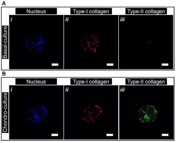 微流控封裝人間充質(zhì)干細胞用于關(guān)節(jié)軟骨組織工程 微流控封裝人間充質(zhì)干細胞用于關(guān)節(jié)軟骨組織工程