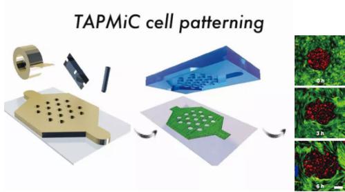 使用膠帶作為微流控芯片模具實(shí)現(xiàn)細(xì)胞圖案化 使用膠帶作為微流控芯片模具實(shí)現(xiàn)細(xì)胞圖案化