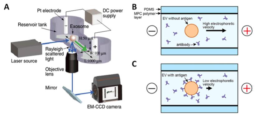 與激光暗視野顯微鏡集成的毛細管電泳（μCE系統(tǒng)）芯片的示意圖