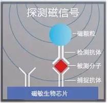 圖6 理邦m16磁敏生物芯片檢測原理 圖6 理邦m16磁敏生物芯片檢測原理
