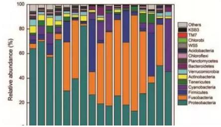 虹鱒魚吃點大蒜，長得塊菌群也顯獨特