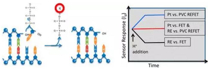 聚合酶鏈式反應(PCR) 聚合酶鏈式反應(PCR)