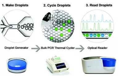 數(shù)字PCR 數(shù)字PCR