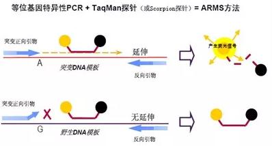 圖2. ARMS法 圖2. ARMS法