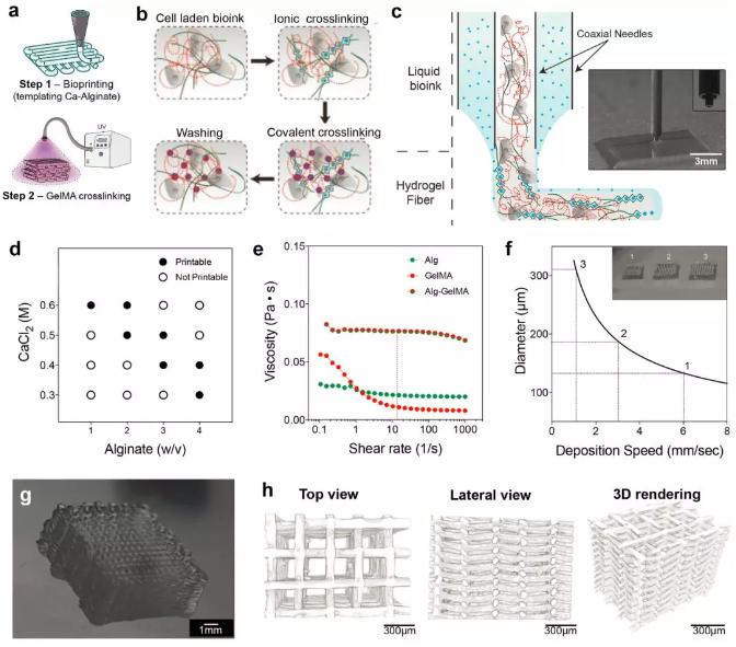 微流控3D組織結(jié)構(gòu) 微流控3D組織結(jié)構(gòu)
