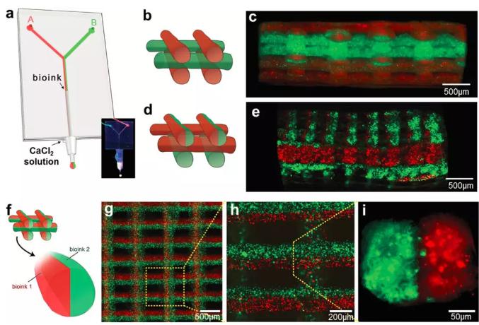 “Y”型通道的微流控芯片 “Y”型通道的微流控芯片