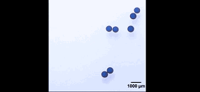 圖2. 液滴對外加磁場的響應(yīng)。圖片來源：Nature