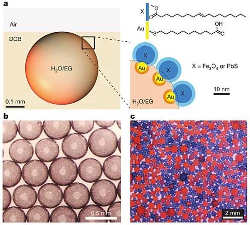 圖1：表面活性劑的設(shè)計及圖像。圖片來源：Nature
