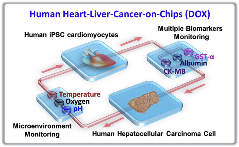 器官芯片技術(shù) 器官芯片技術(shù)
