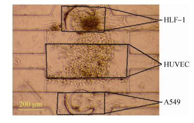 圖 7 三種細(xì)胞在芯片腔體內(nèi)共培養(yǎng) (24 h)