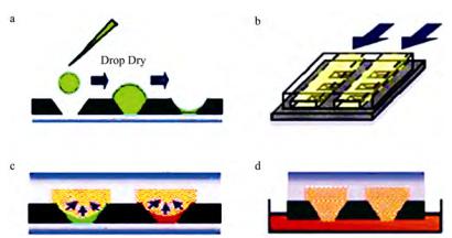圖1質(zhì)粒轉(zhuǎn)化過程 圖1質(zhì)粒轉(zhuǎn)化過程