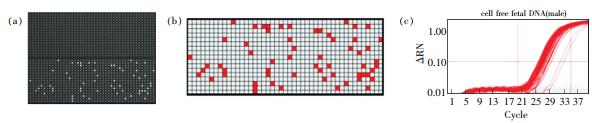 圖2 采用dPCR技術(shù)在微流控陣列中對(duì)采自孕婦血漿中的胎兒DNA 進(jìn)行擴(kuò)增  