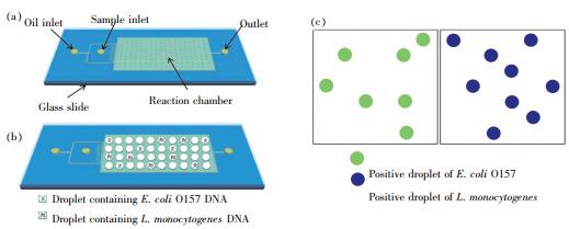 圖5 使用液滴dPCＲ 對(duì)E.coliO157 和L.monocytogenes 同時(shí)進(jìn)行檢測(cè)