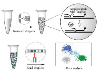圖6  基于液滴微流控技術(shù)的dPCR工作流程