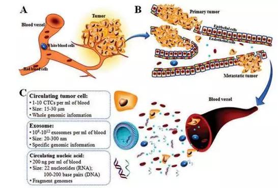 圖1：癌癥的形成（A）、轉(zhuǎn)移（B）及循環(huán)腫瘤標(biāo)志物的特點（C）