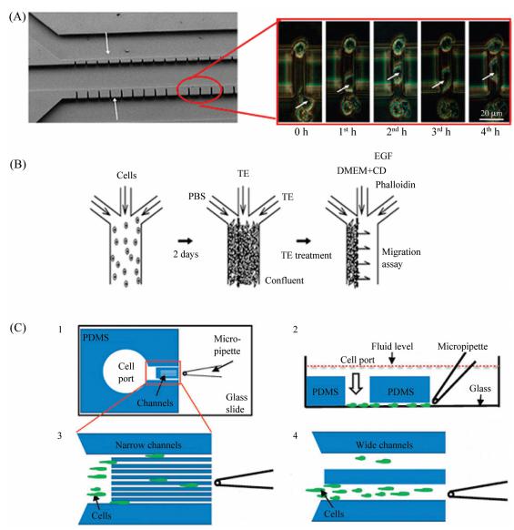 圖5微流控芯片細(xì)胞遷移研究 圖5微流控芯片細(xì)胞遷移研究