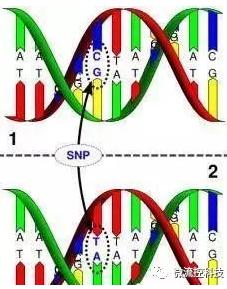 多態(tài)性檢測 多態(tài)性檢測