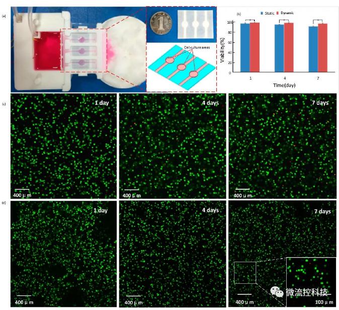 基于該平臺(tái)的細(xì)胞立體培養(yǎng) 基于該平臺(tái)的細(xì)胞立體培養(yǎng)