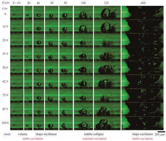 圖5微通道中不同半徑氣泡的微觀空化行為（每列的9張連續(xù)圖片選自于拍攝幀速80000幀/秒、曝光12μs的視頻。圖片的時間間隔為12.5μs。圖片底部標(biāo)出了不同半徑氣泡的振蕩模式）