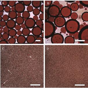 圖7Freitas等制備的水包油乳液光學(xué)圖像