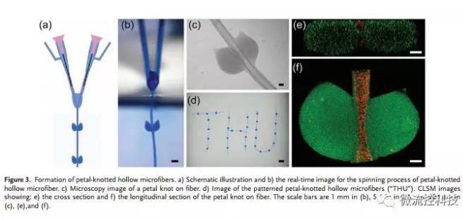 微流控免油紡絲法制備具有不同結點和可灌注通道的仿項鏈微纖維 微流控免油紡絲法制備具有不同結點和可灌注通道的仿項鏈微纖維