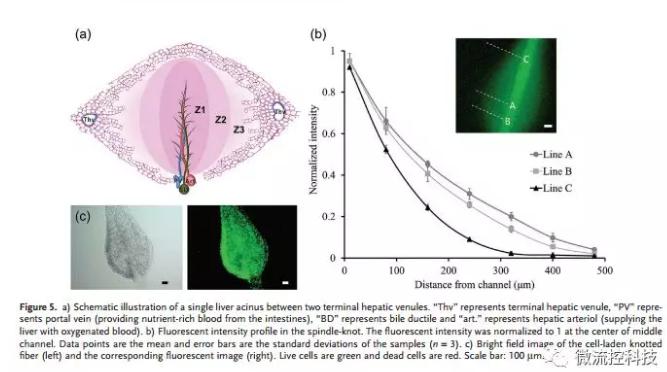 微流控免油紡絲法制備具有不同結點和可灌注通道的仿項鏈微纖維 微流控免油紡絲法制備具有不同結點和可灌注通道的仿項鏈微纖維