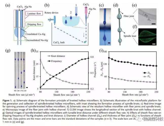 微流控免油紡絲法制備具有不同結點和可灌注通道的仿項鏈微纖維 微流控免油紡絲法制備具有不同結點和可灌注通道的仿項鏈微纖維