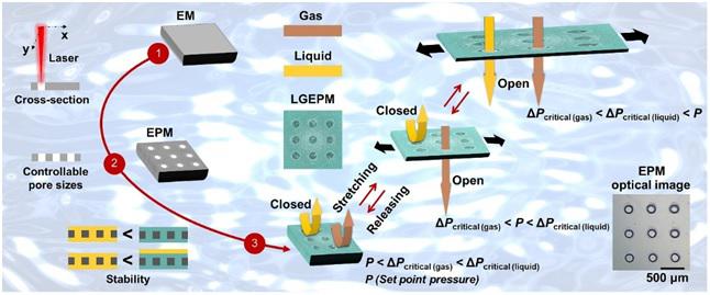 受動物胃粘膜啟發(fā)雙門控液體復(fù)合高分子膜系統(tǒng)用于開發(fā)仿生抗污染微流控新技術(shù) 受動物胃粘膜啟發(fā)雙門控液體復(fù)合高分子膜系統(tǒng)用于開發(fā)仿生抗污染微流控新技術(shù)