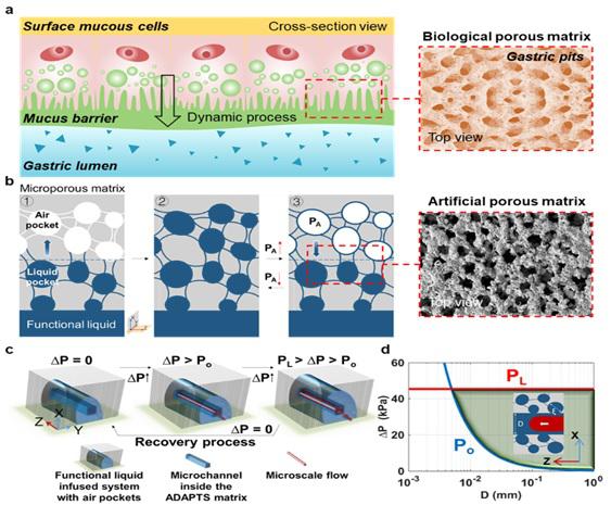 受動物胃粘膜啟發(fā)雙門控液體復(fù)合高分子膜系統(tǒng)用于開發(fā)仿生抗污染微流控新技術(shù) 受動物胃粘膜啟發(fā)雙門控液體復(fù)合高分子膜系統(tǒng)用于開發(fā)仿生抗污染微流控新技術(shù)
