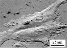 SEM 2D細胞培養(yǎng)圖像 SEM 2D細胞培養(yǎng)圖像