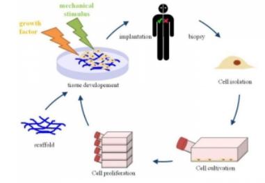 用于組織工程的3D細胞培養(yǎng) 用于組織工程的3D細胞培養(yǎng)